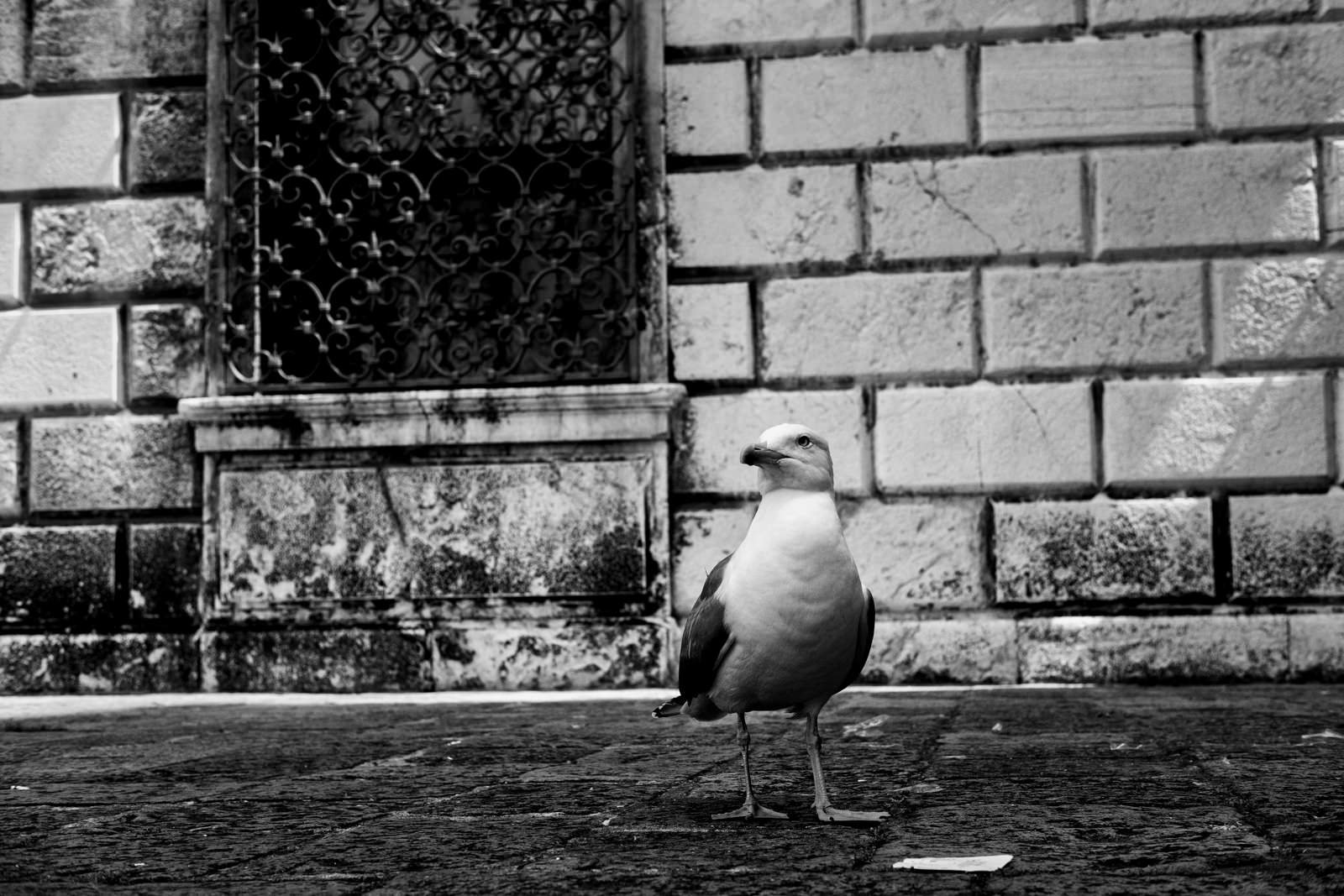 A seagull in Venice