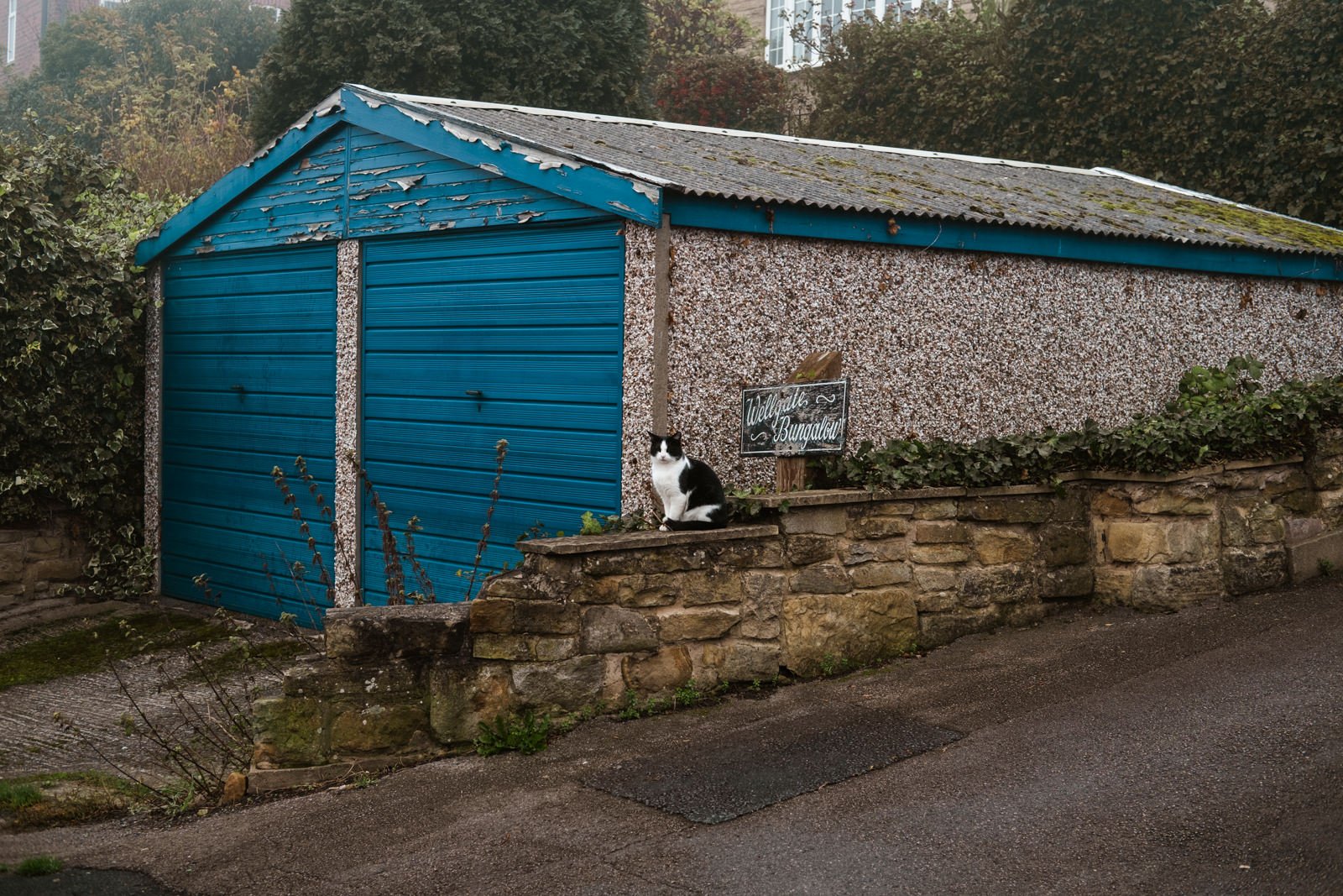 A cat next to a garage with blue doors