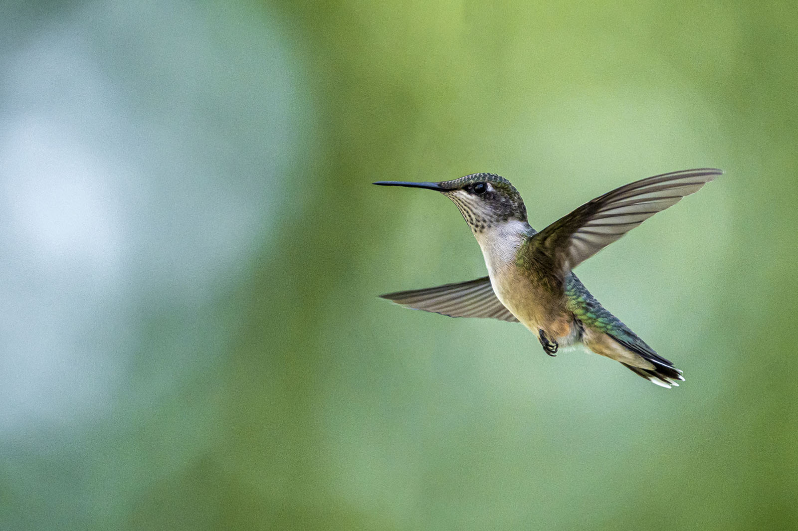 A hummingbird is caught mid-flight.